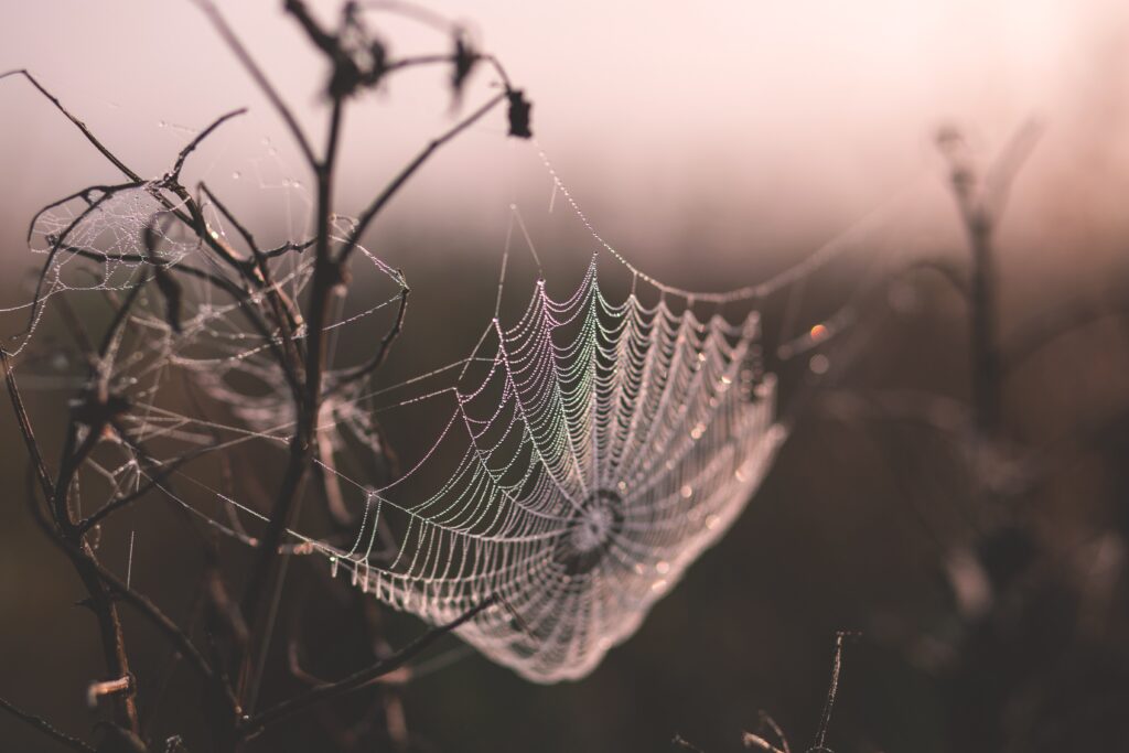 spiderweb with spooky background